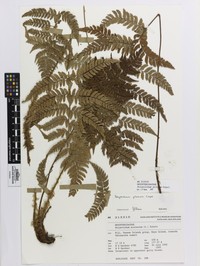 Polystichum pilosum