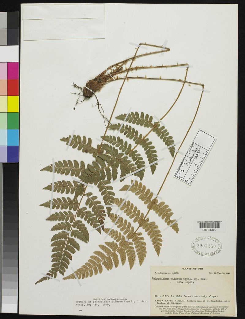 Polystichum pilosum photo 2