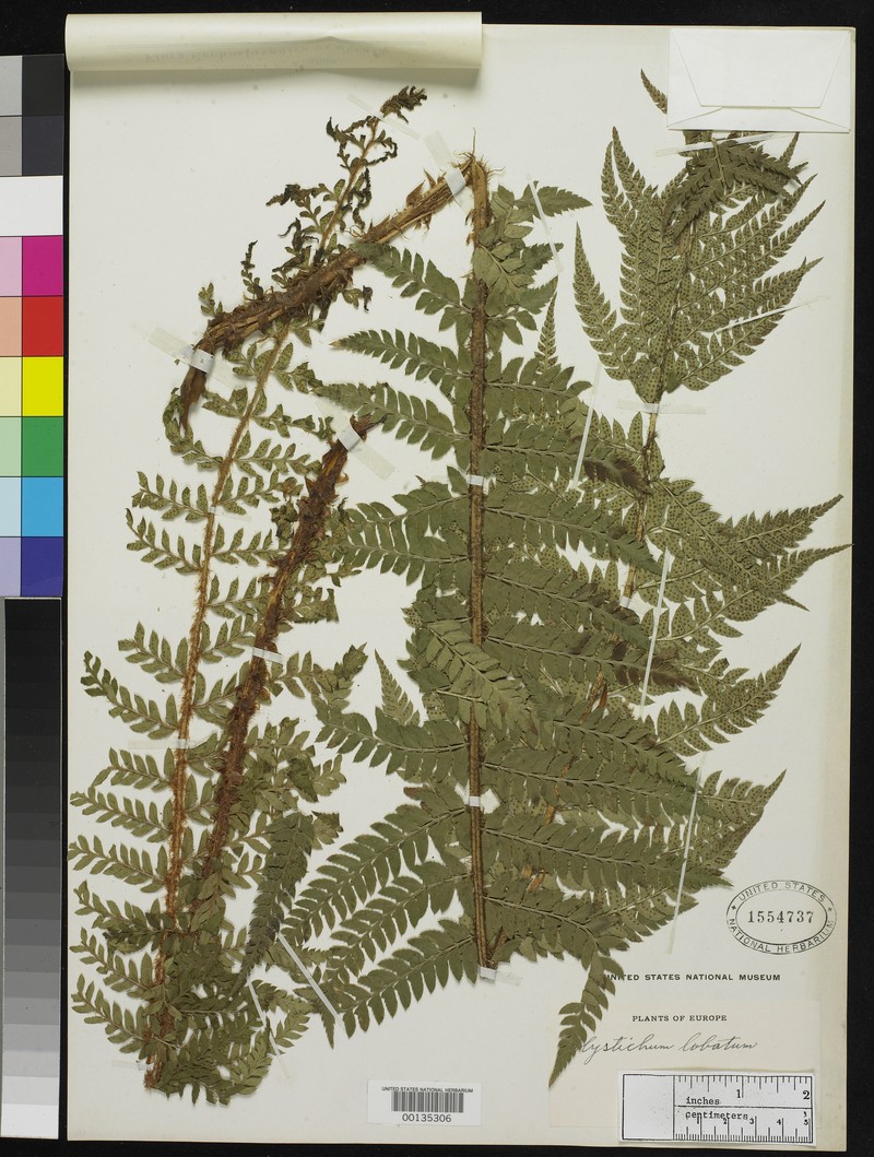 Polystichum pilosum photo 3