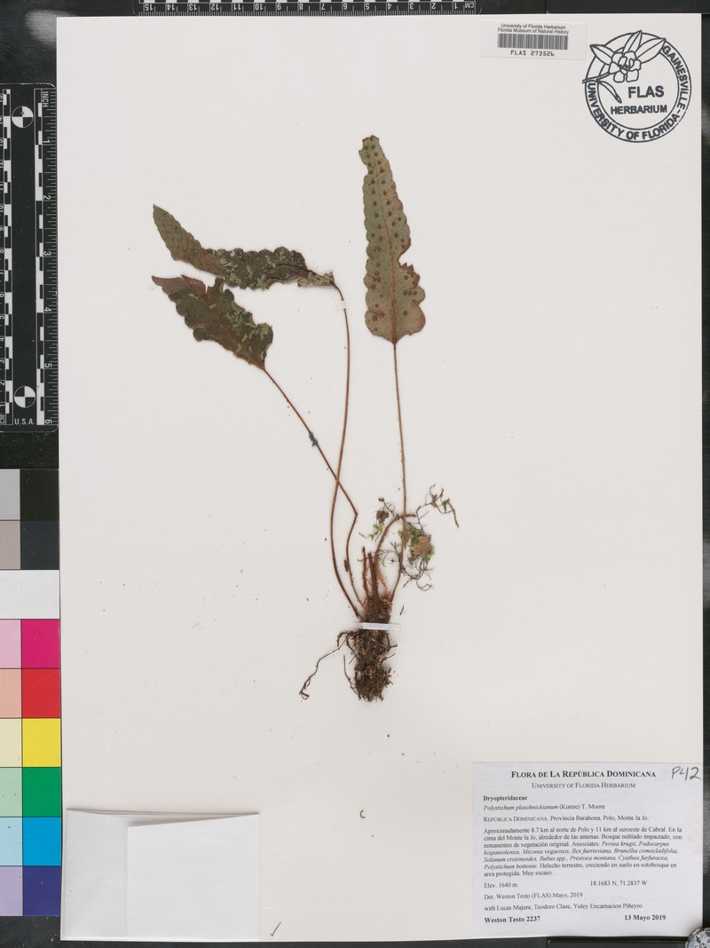 Polystichum plaschnickianum