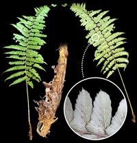 Polystichum platylepis