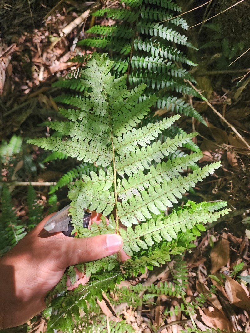 Polystichum platylepis photo 2