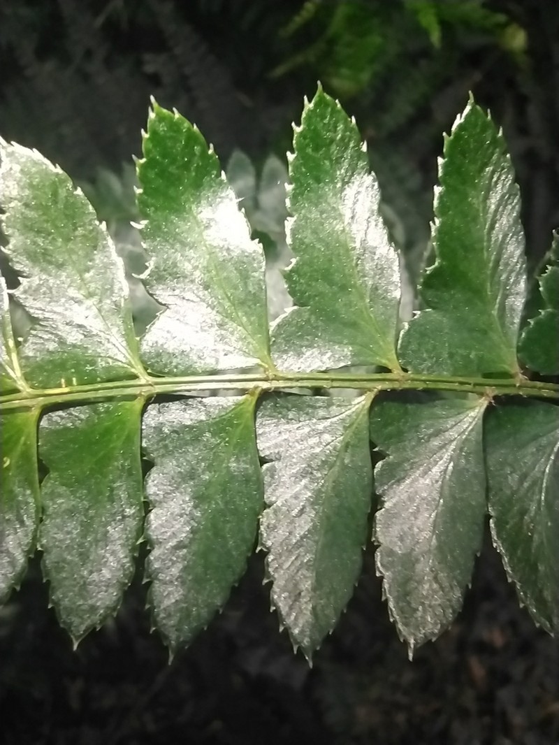 Polystichum platylepis photo 3
