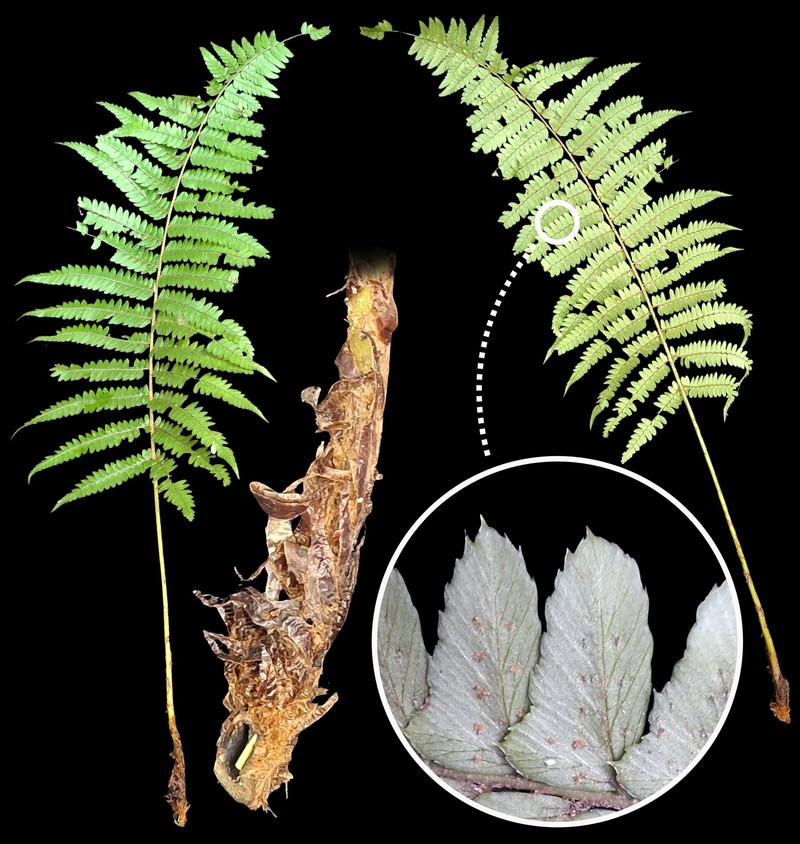 Polystichum platylepis photo 4