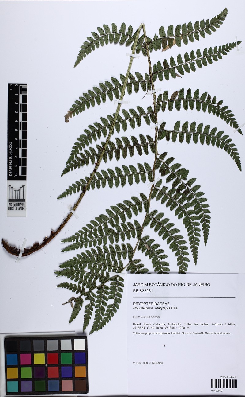Polystichum platylepis photo 5