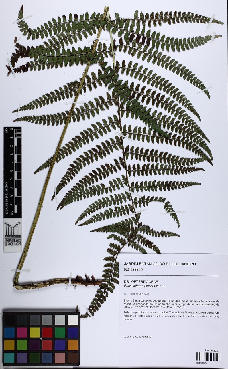 Polystichum platylepis photo 6