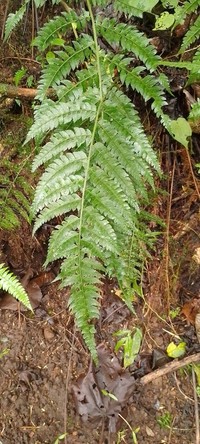 Flatleaf Hollyfern