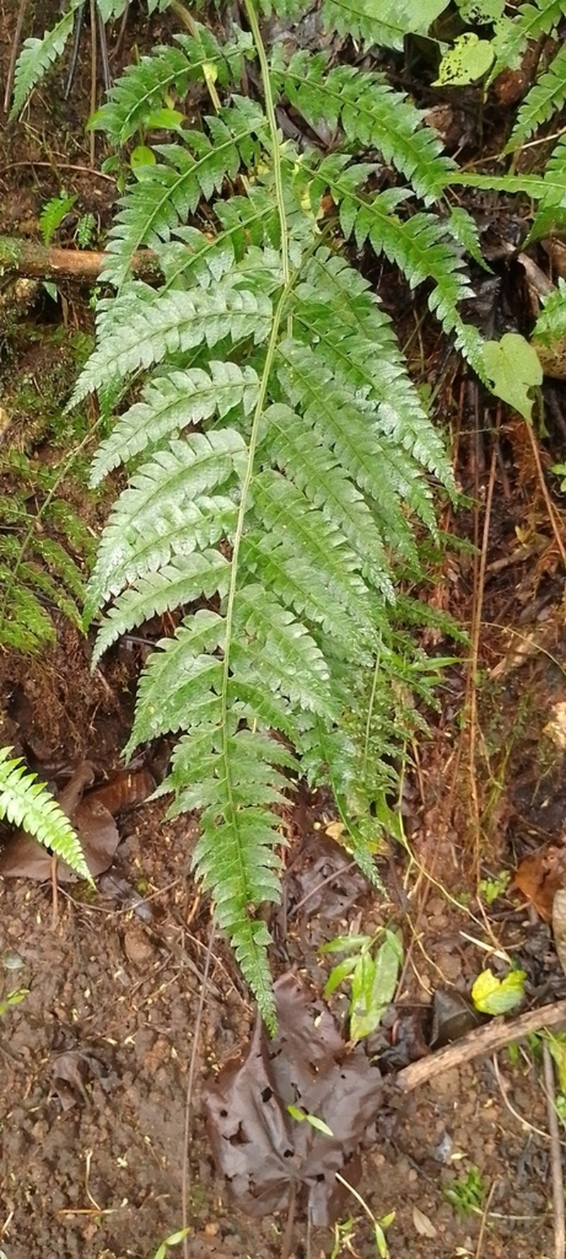 Flatleaf Hollyfern
