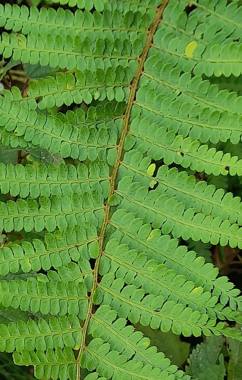 Flatleaf Hollyfern photo 2