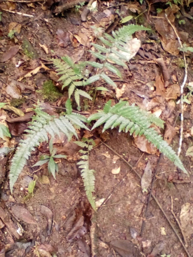 Flatleaf Hollyfern photo 3