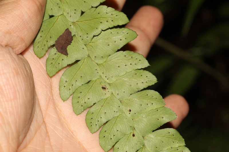Flatleaf Hollyfern photo 4
