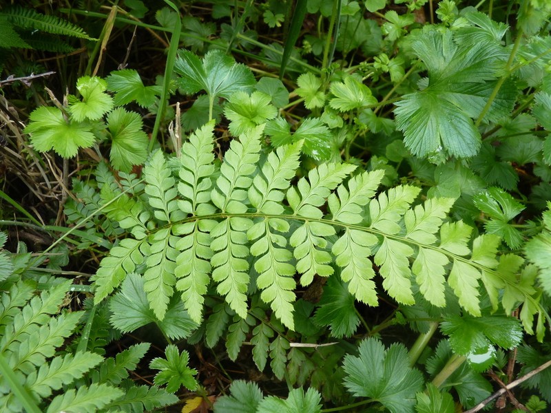 Flatleaf Hollyfern photo 5
