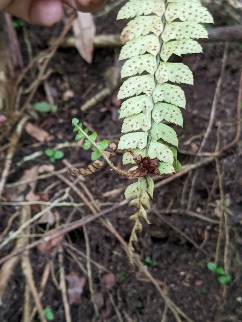 Flatleaf Hollyfern photo 6