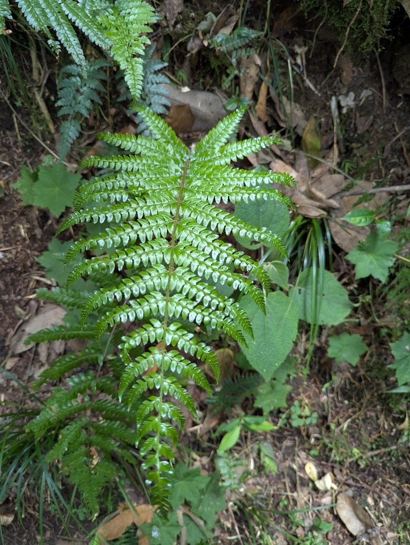 Flatleaf Hollyfern photo 7