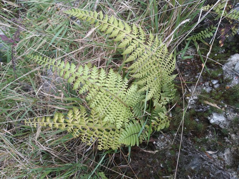 Flatleaf Hollyfern photo 8