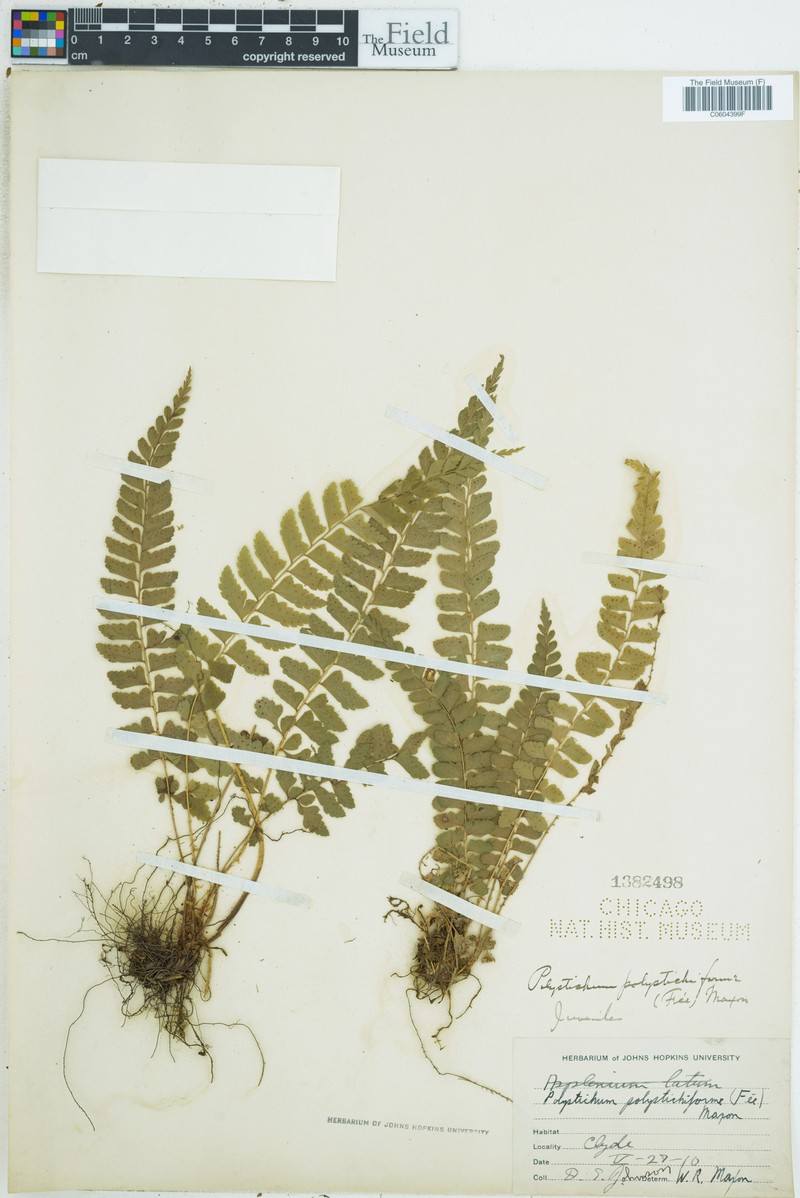 Antilles Hollyfern photo 3