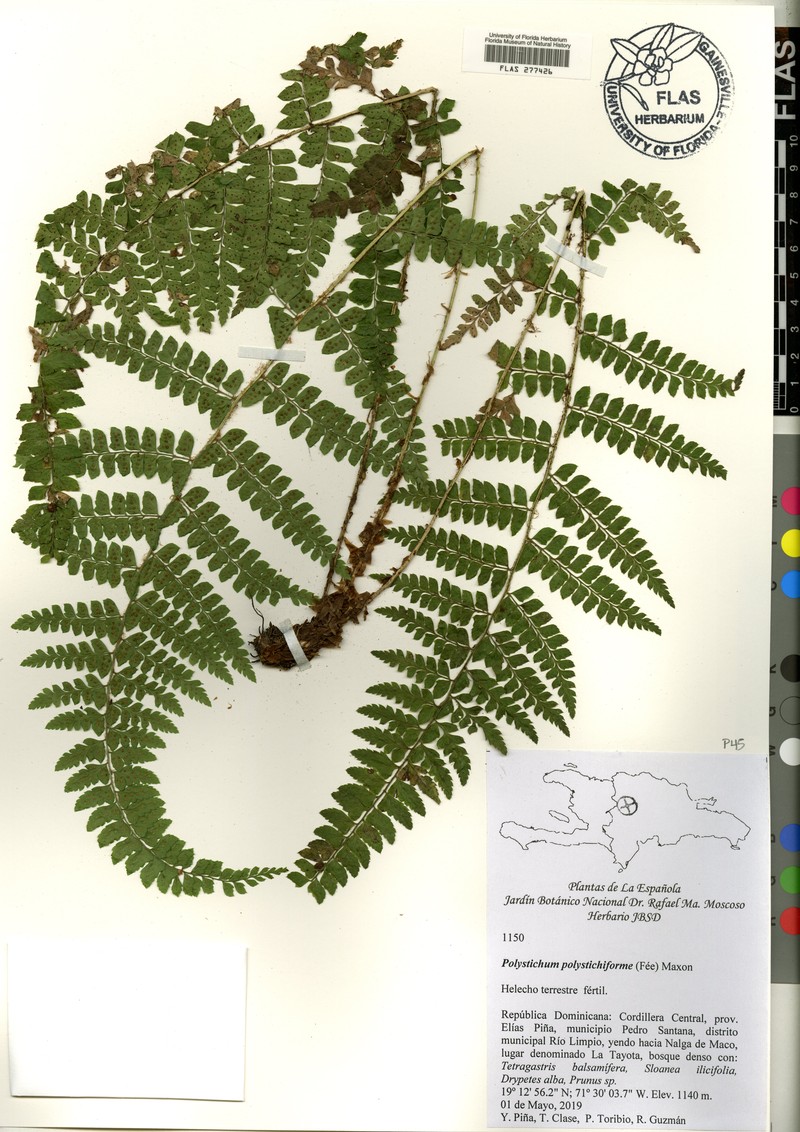 Antilles Hollyfern