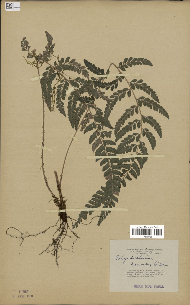Antilles Hollyfern photo 2