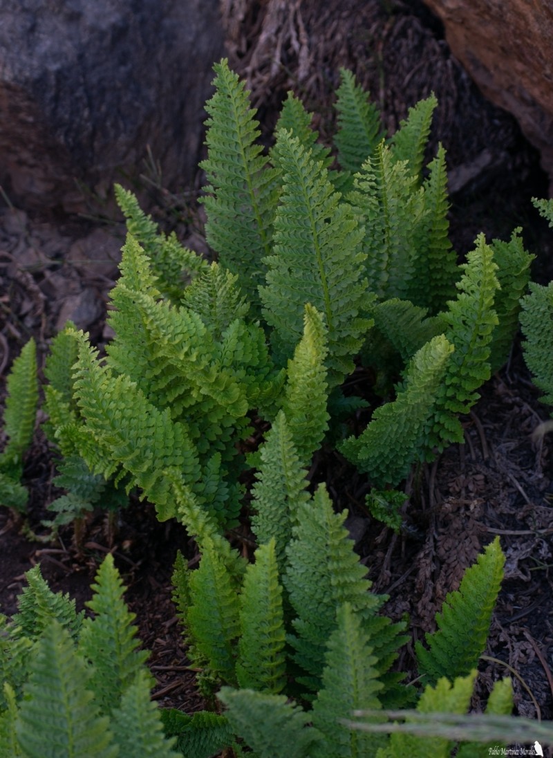 Polystichum plicatum