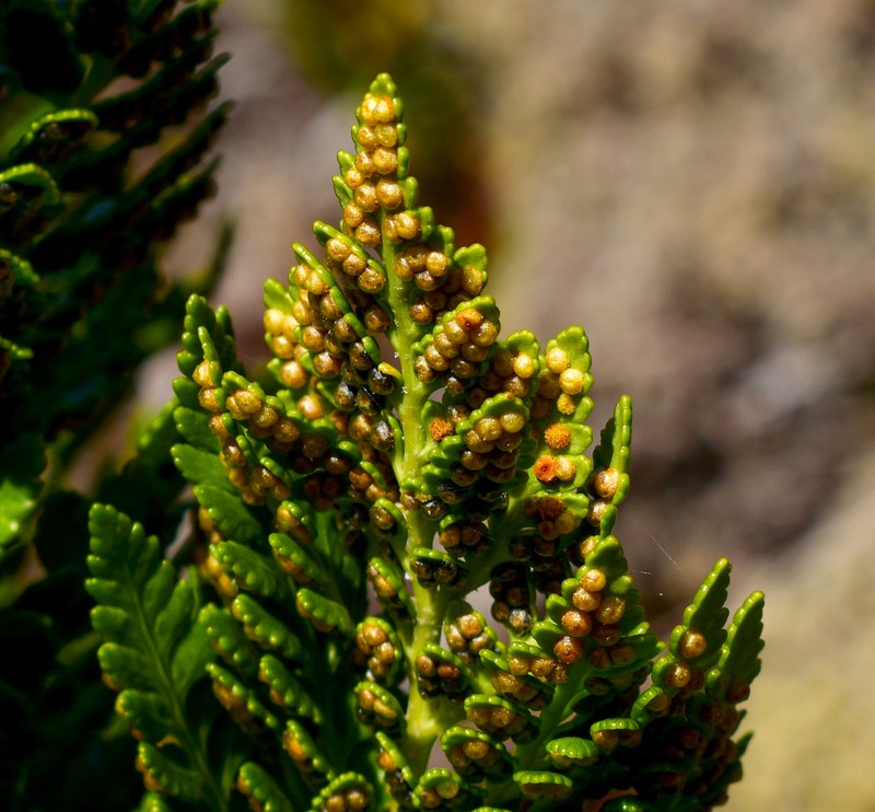 Polystichum plicatum photo 2