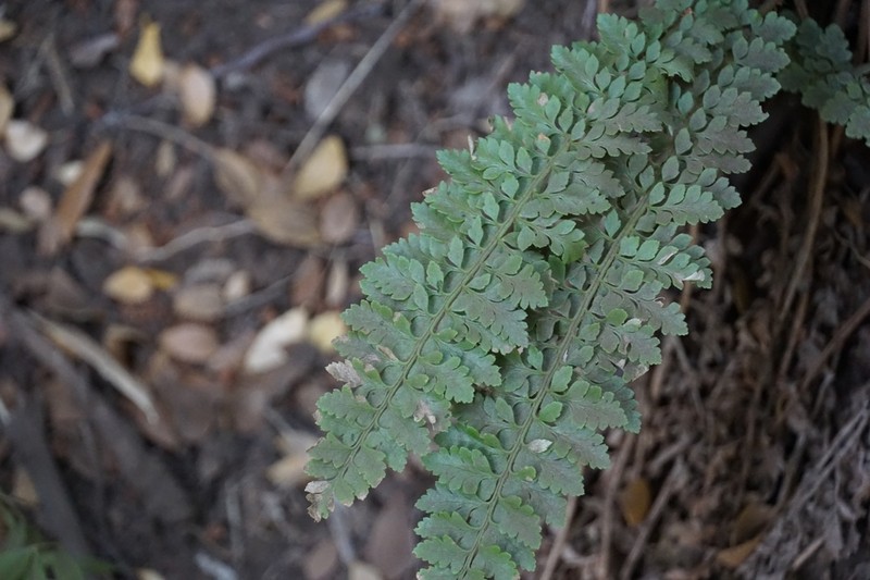 Polystichum plicatum photo 3