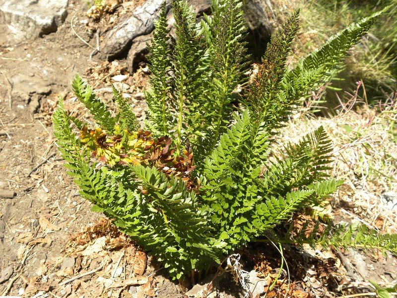 Polystichum plicatum photo 4