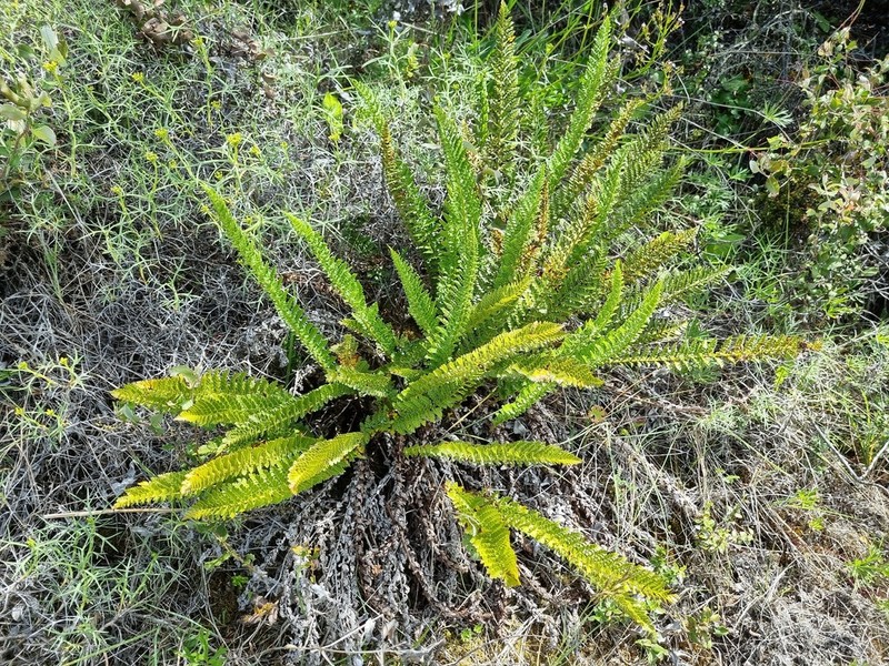 Polystichum plicatum photo 5