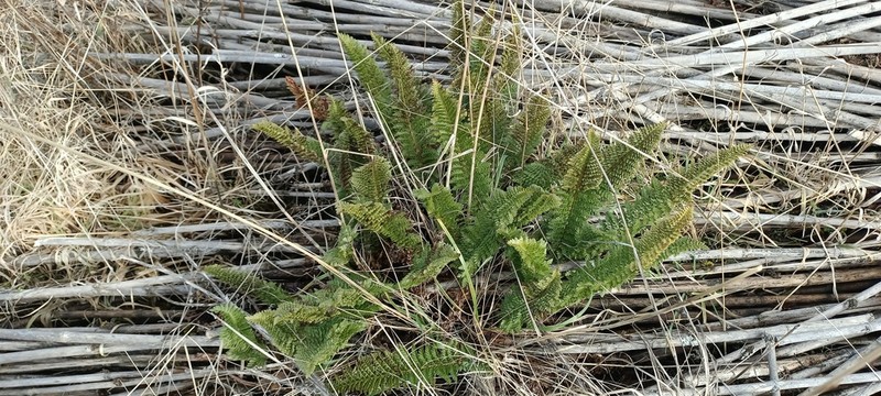 Polystichum plicatum photo 6