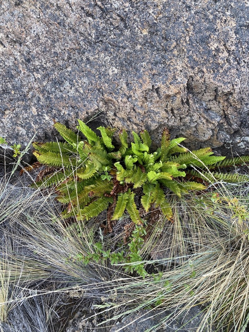 Polystichum plicatum photo 7