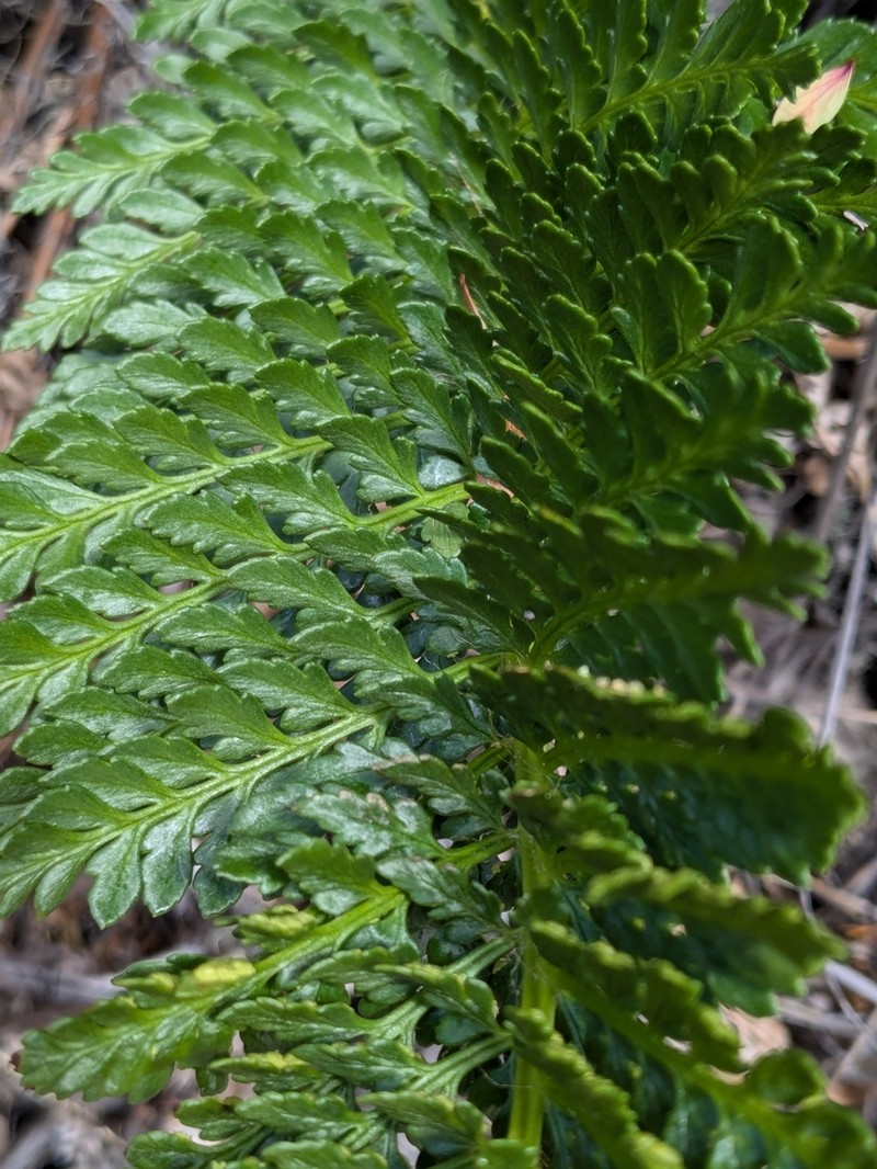 Polystichum plicatum photo 8