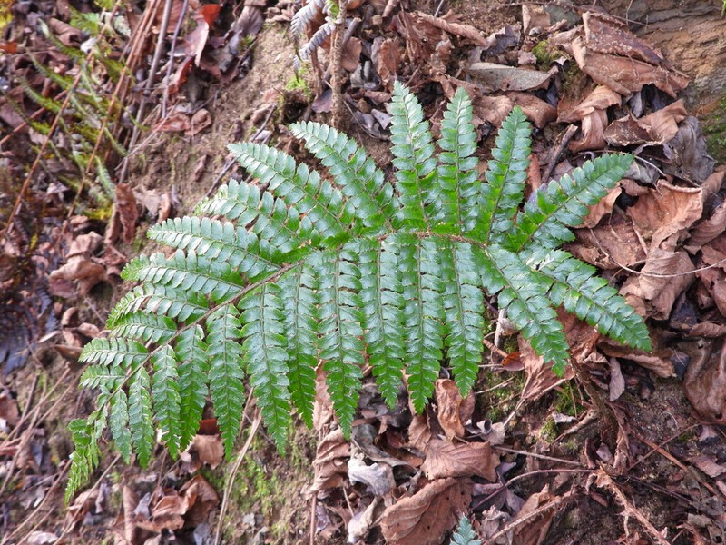 Polystichum polyblepharon