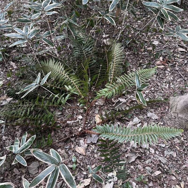Polystichum polyblepharon photo 2