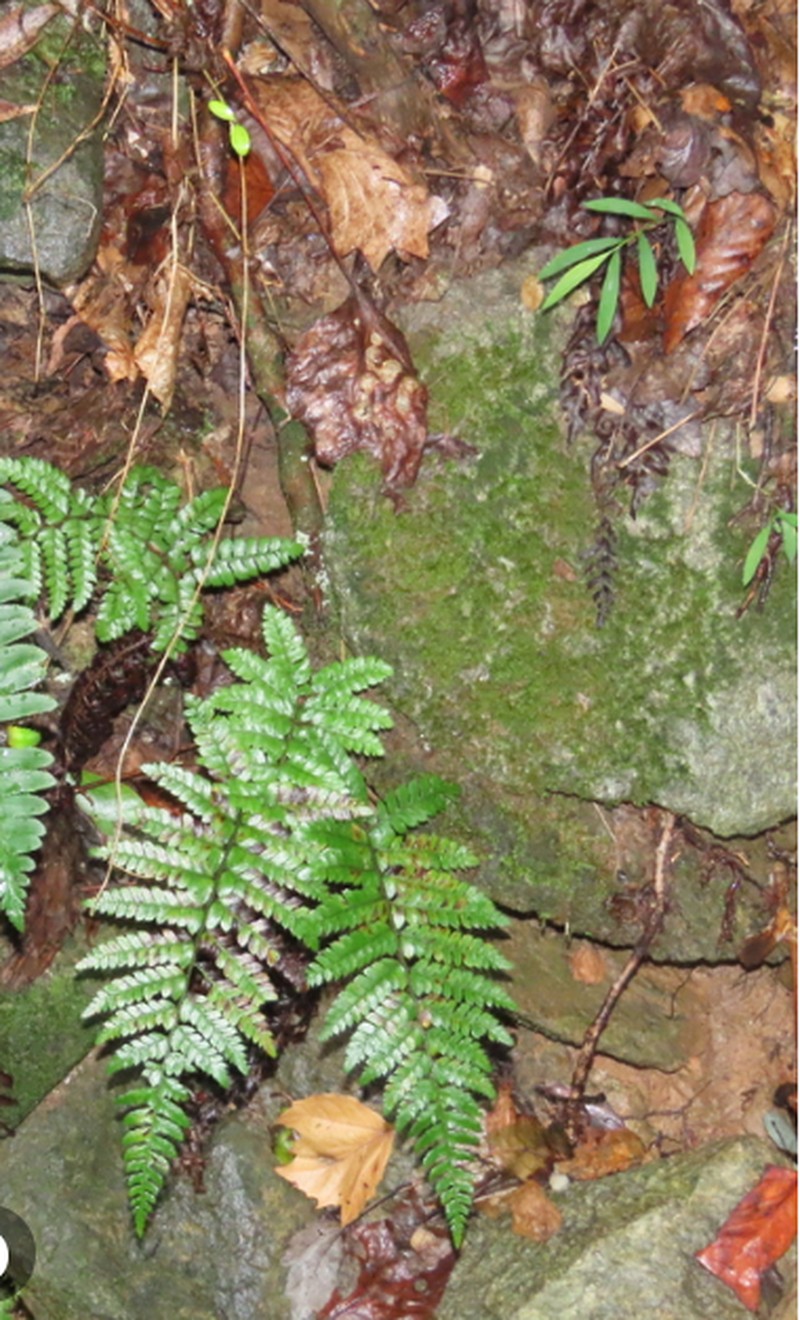 Polystichum polyblepharon photo 3