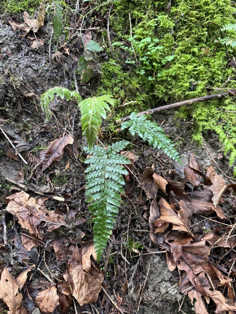 Polystichum polyblepharon photo 4