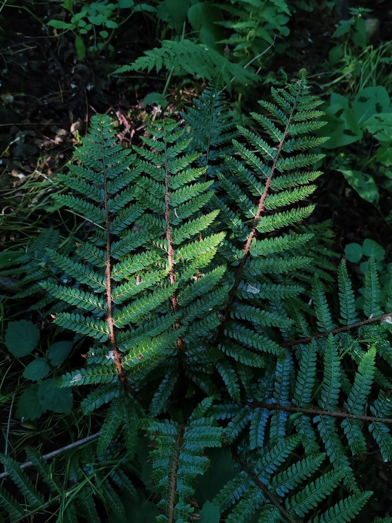 Polystichum polyblepharon photo 5