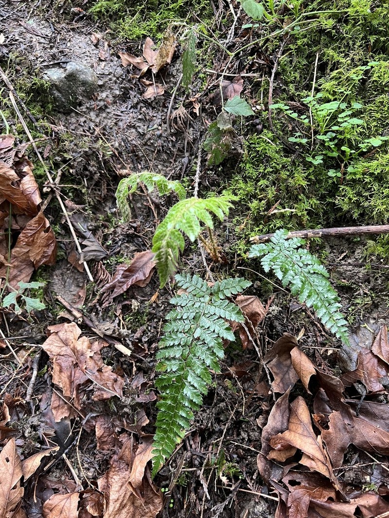 Polystichum polyblepharon photo 6