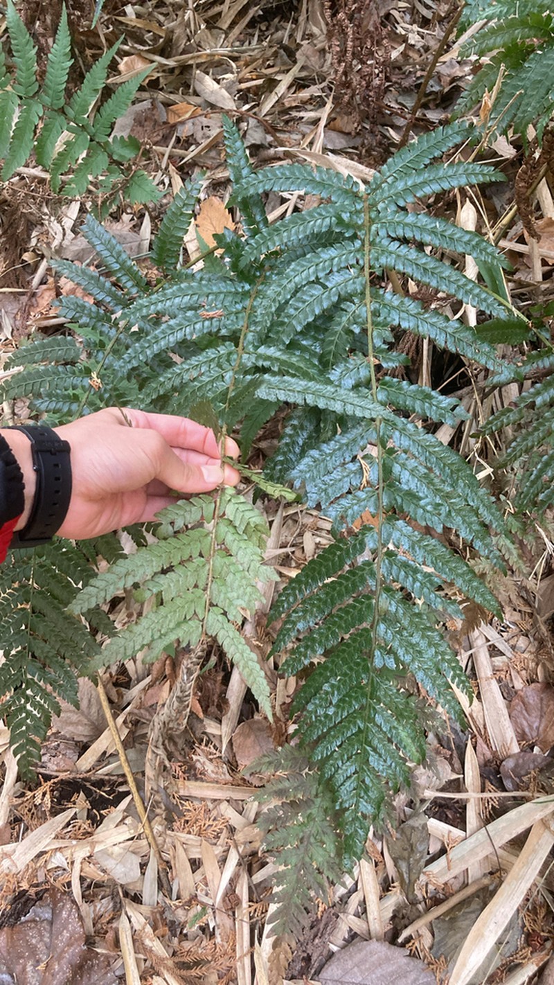 Polystichum polyblepharon photo 7