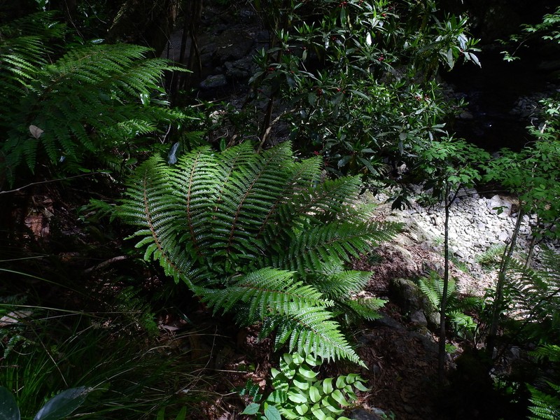 Polystichum polyblepharon photo 8