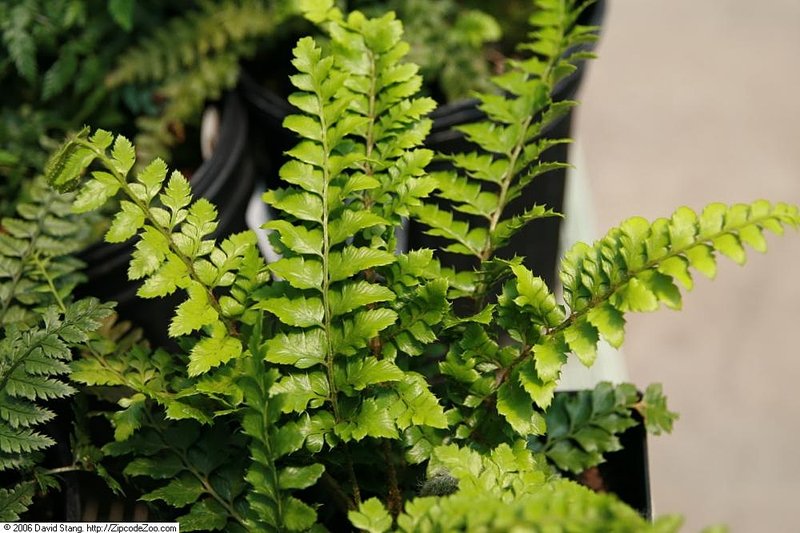 Korean Tasselfern