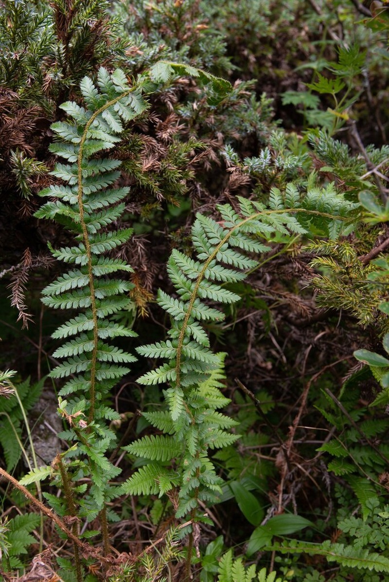 Polystichum prescottianum