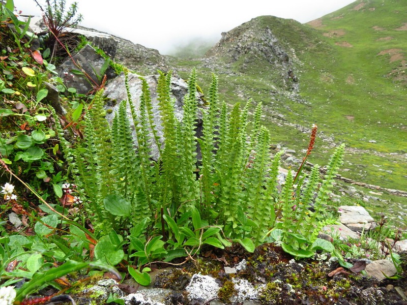 Polystichum prescottianum photo 2