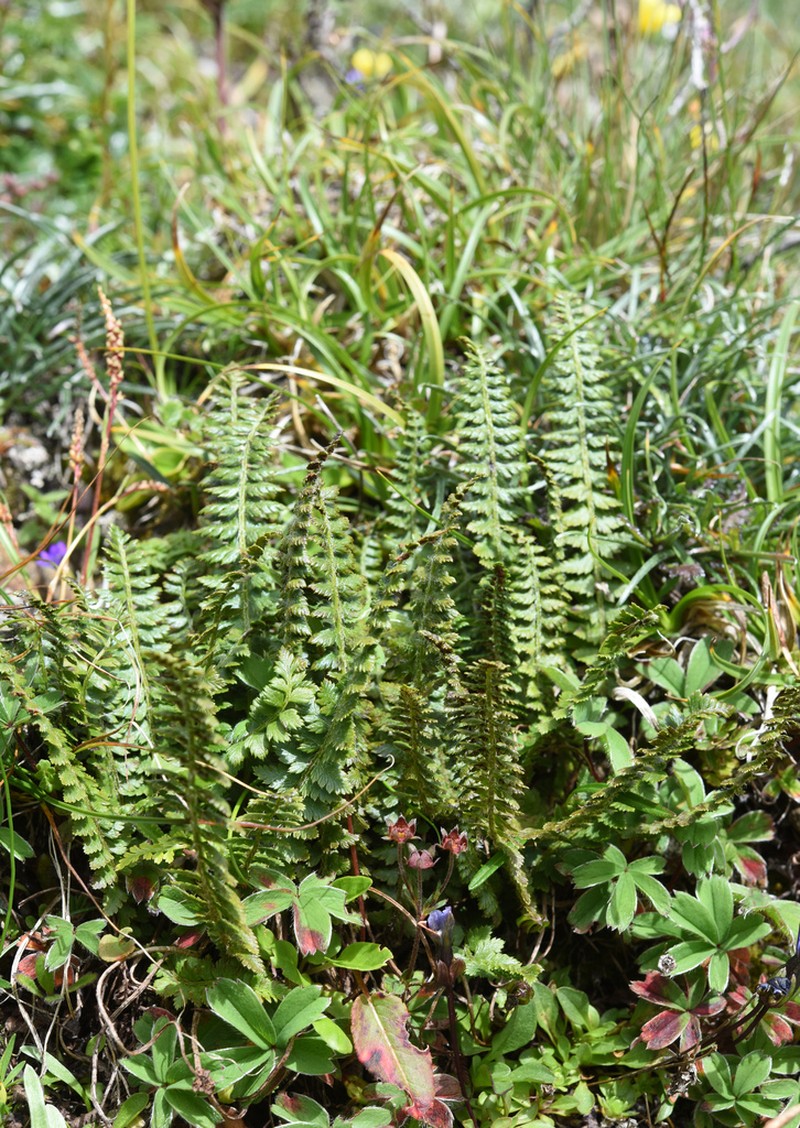 Polystichum prescottianum photo 3