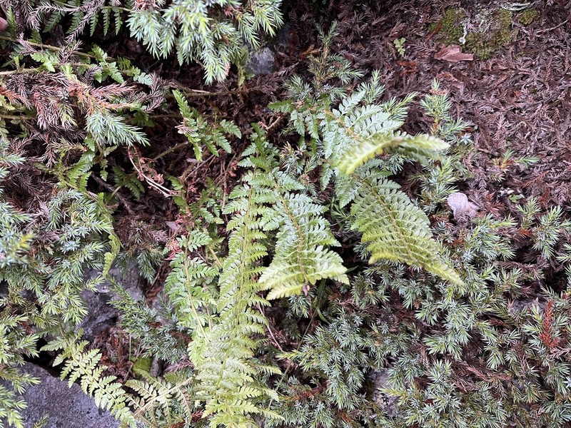 Polystichum prescottianum photo 4