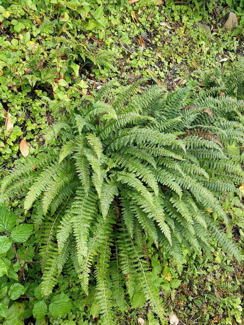 Polystichum prescottianum photo 5