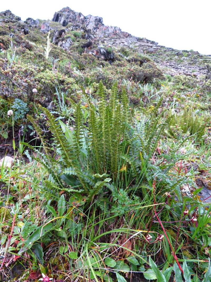 Polystichum prescottianum photo 6