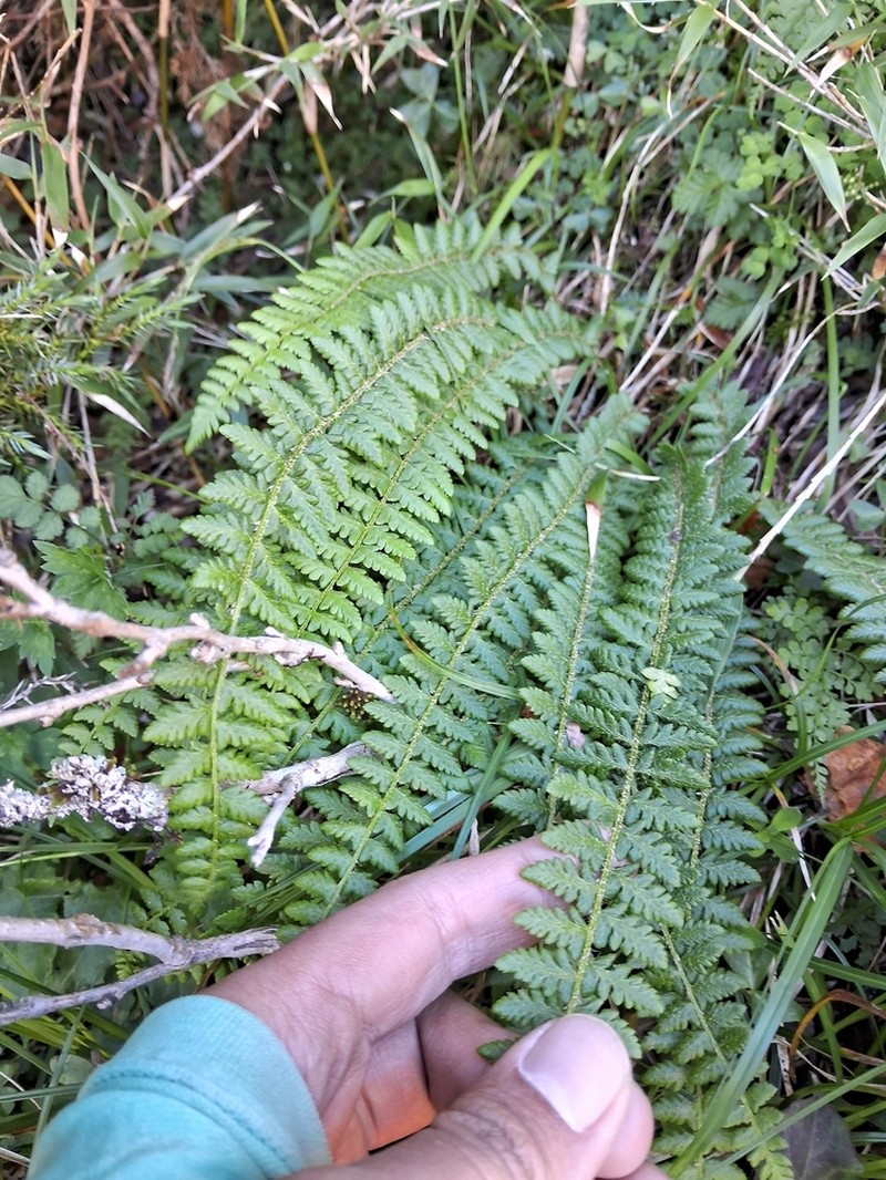 Polystichum prescottianum photo 7