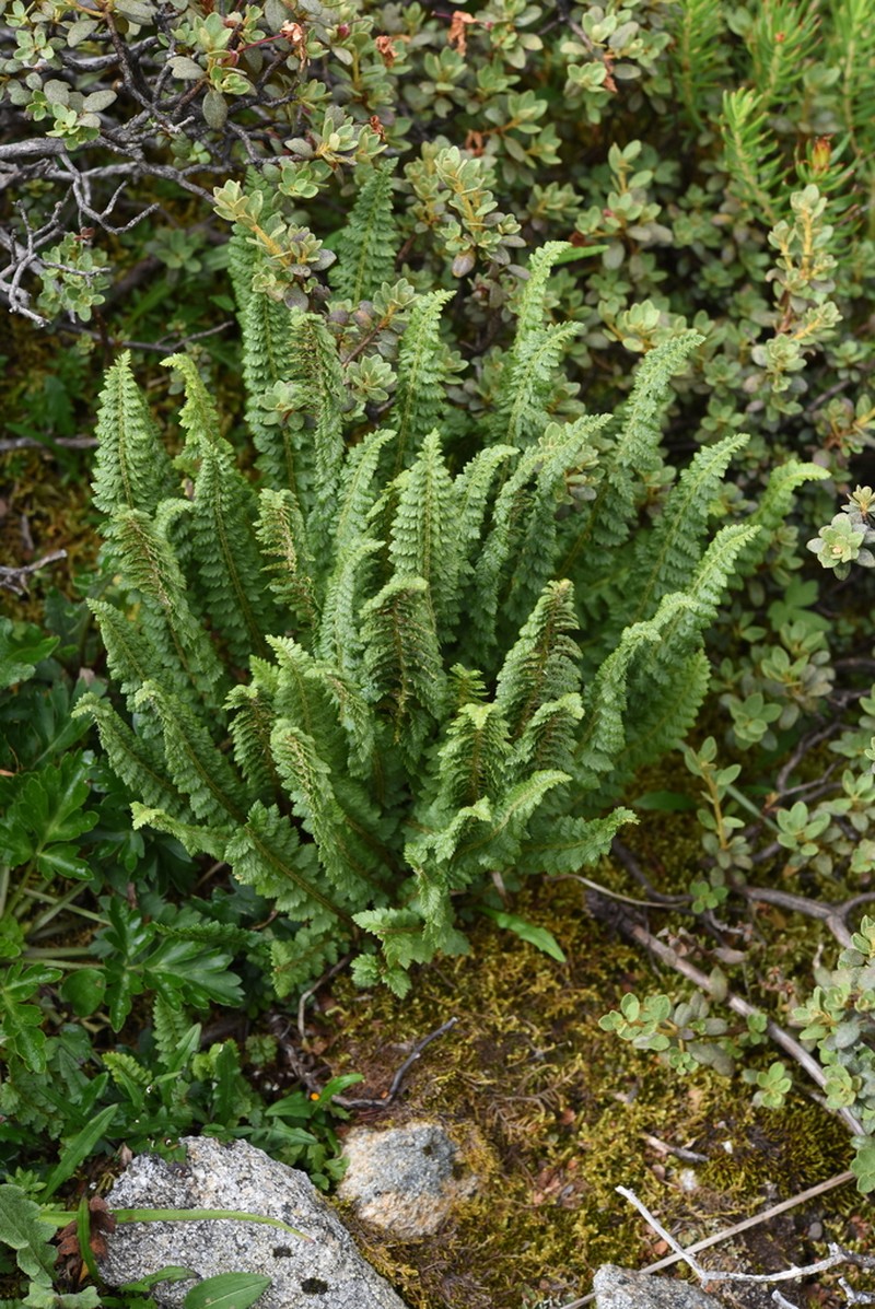 Polystichum prescottianum photo 8