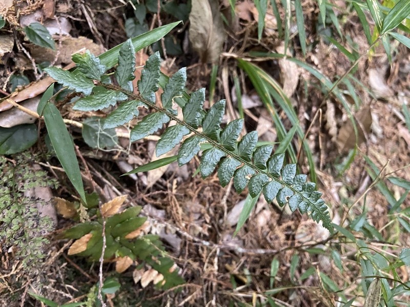 Polystichum prionolepis photo 2