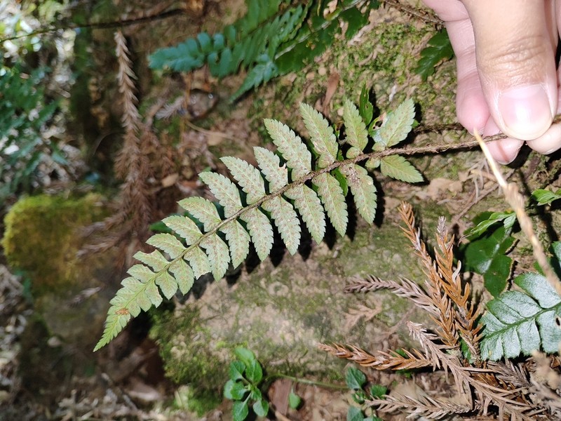 Polystichum prionolepis photo 3