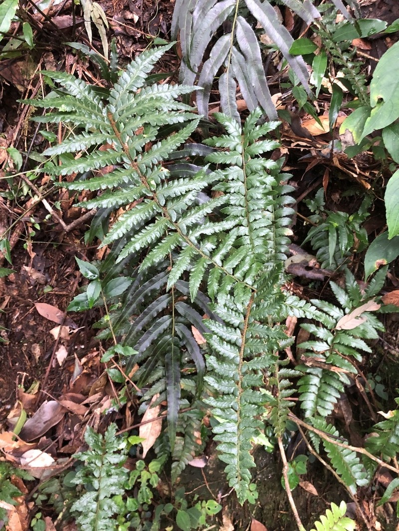 Polystichum prionolepis photo 4